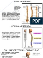 Coluna vertebral: estrutura, funções e regiões