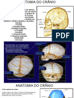 Anatomia Do Crânio. 11elo