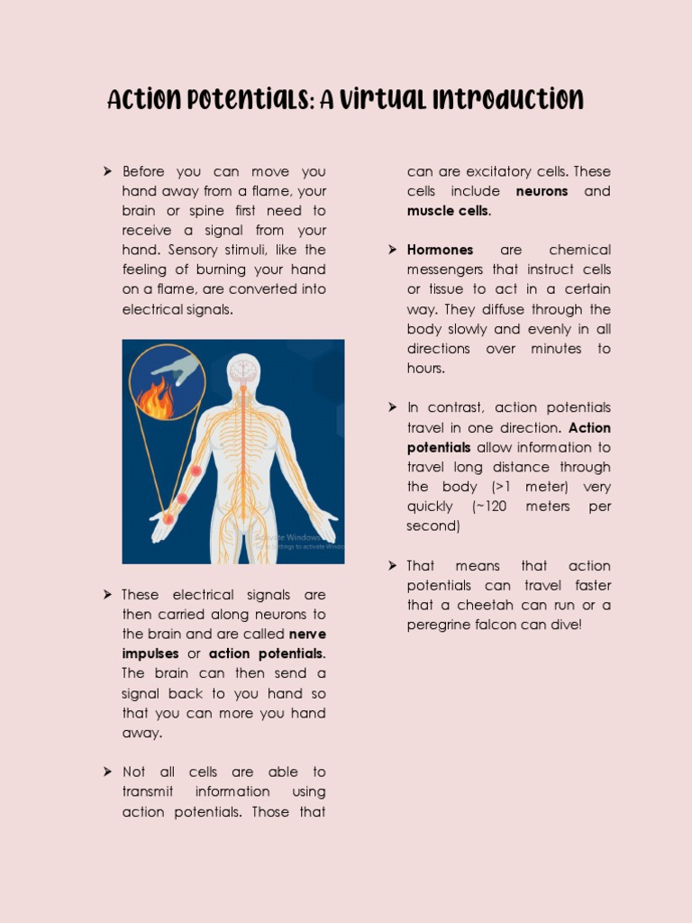 Action Potentials and Graded Potentials | PDF | Neuron | Neurotransmitter