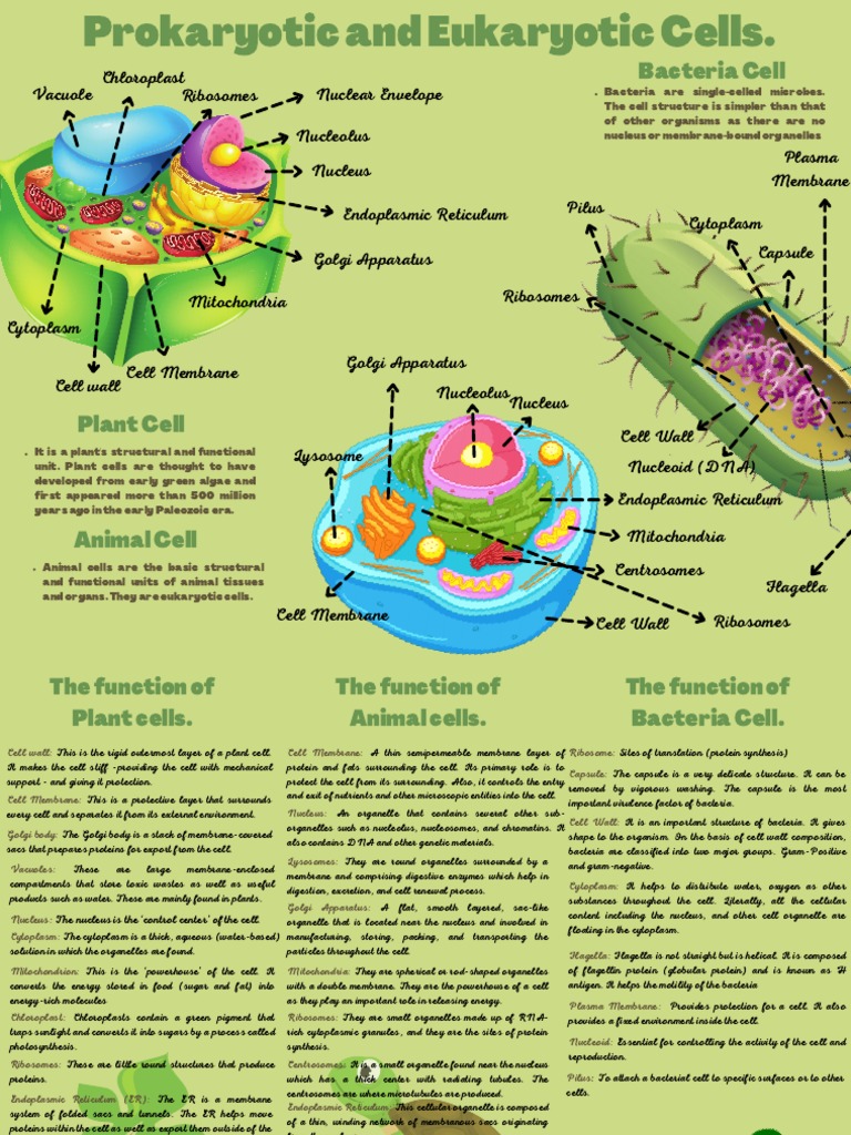 Prokaryotic and Eukaryotic Cells | PDF | Cell (Biology) | Eukaryotes