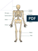 L1 Skeleton Diagram Answer Key