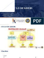 Ciclo de Krebs