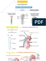 Sistema Nerviosos