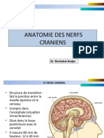 anatomie des nerfs craniens