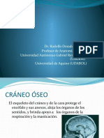 Cráneo Óseo