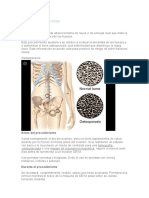 Absorciometria Osea