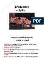 Reproducerea Si Alimentatia La Vulpi