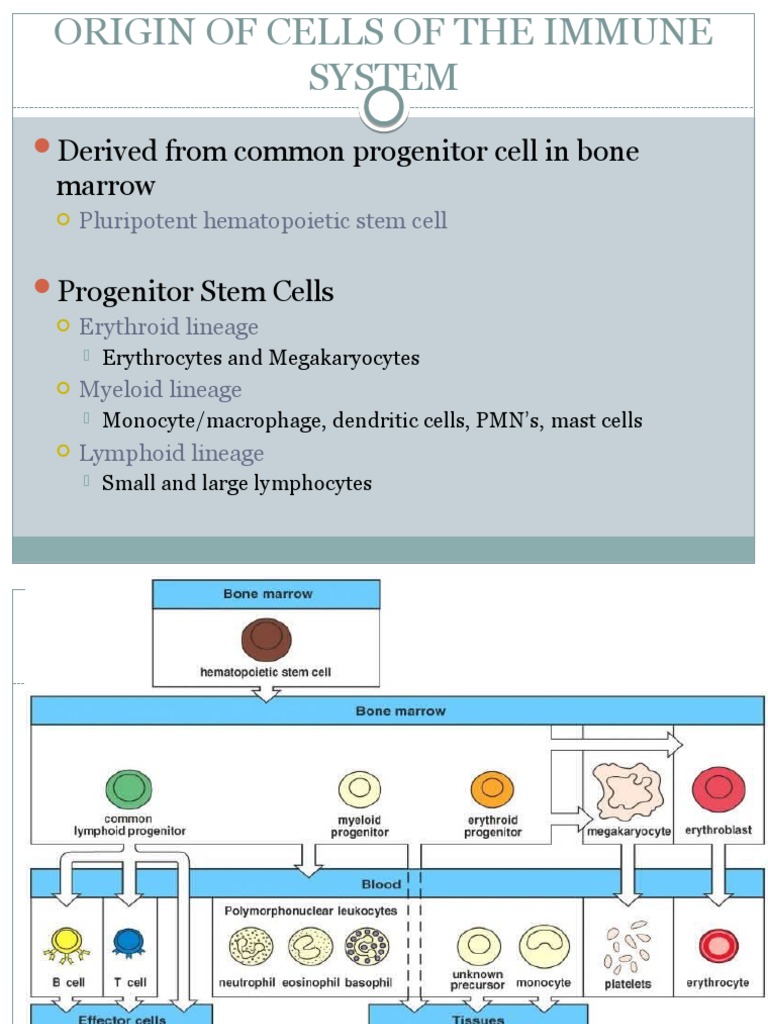 Cells of the Immune System Overview | PDF | Immune System | Antibody
