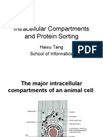 Intracellular Compartments and Protein Sorting: Haixu Tang School of Informatics