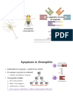 Non-Apoptotic Functions of Caspases: Drosophila Melanogaster