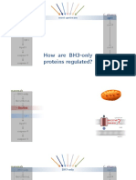 How Are BH3-only Proteins Regulated?: Mammals