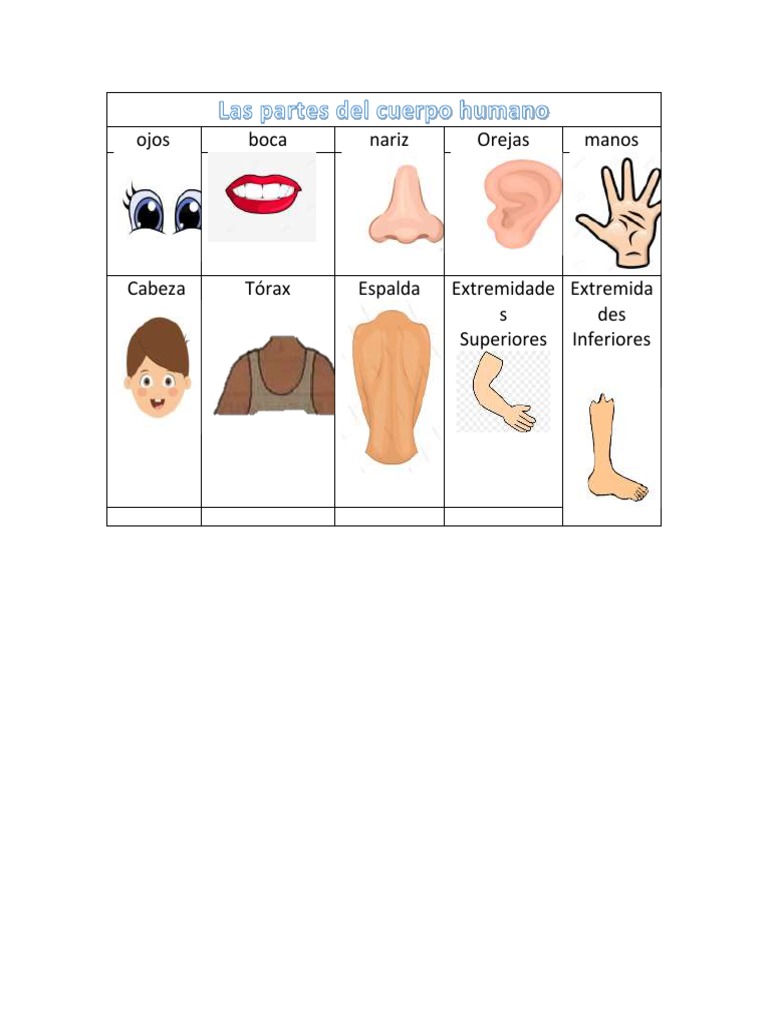 Partes del Cuerpo Humano | PDF