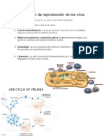 Ciclo Lítico y Lisogenico de Reproducción de Los Virus