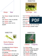 Insectos-Tarjetas para Niños