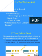 Energy: Chapter 5 - The Working Cell