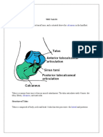 The Anatomy of the Talus Bone