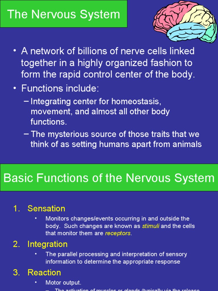 The Nervous System | PDF | Chemical Synapse | Excitatory Postsynaptic ...
