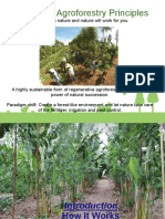 Syntropic Agroforestry