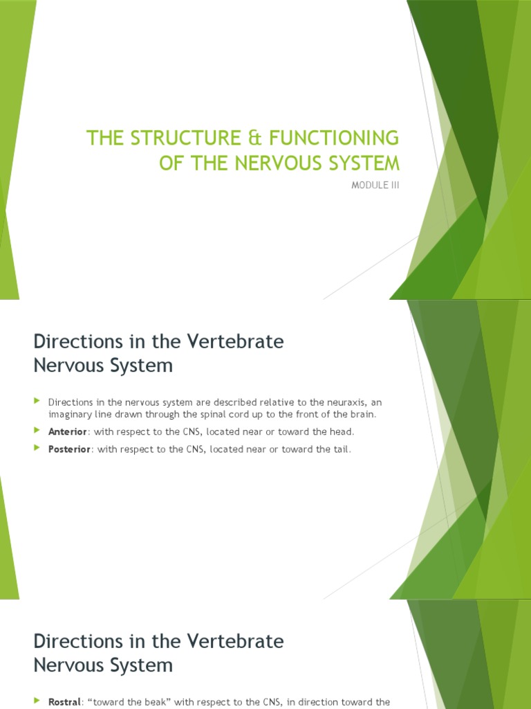 The Structure & Functioning of The Nervous System | PDF | Cerebrospinal ...