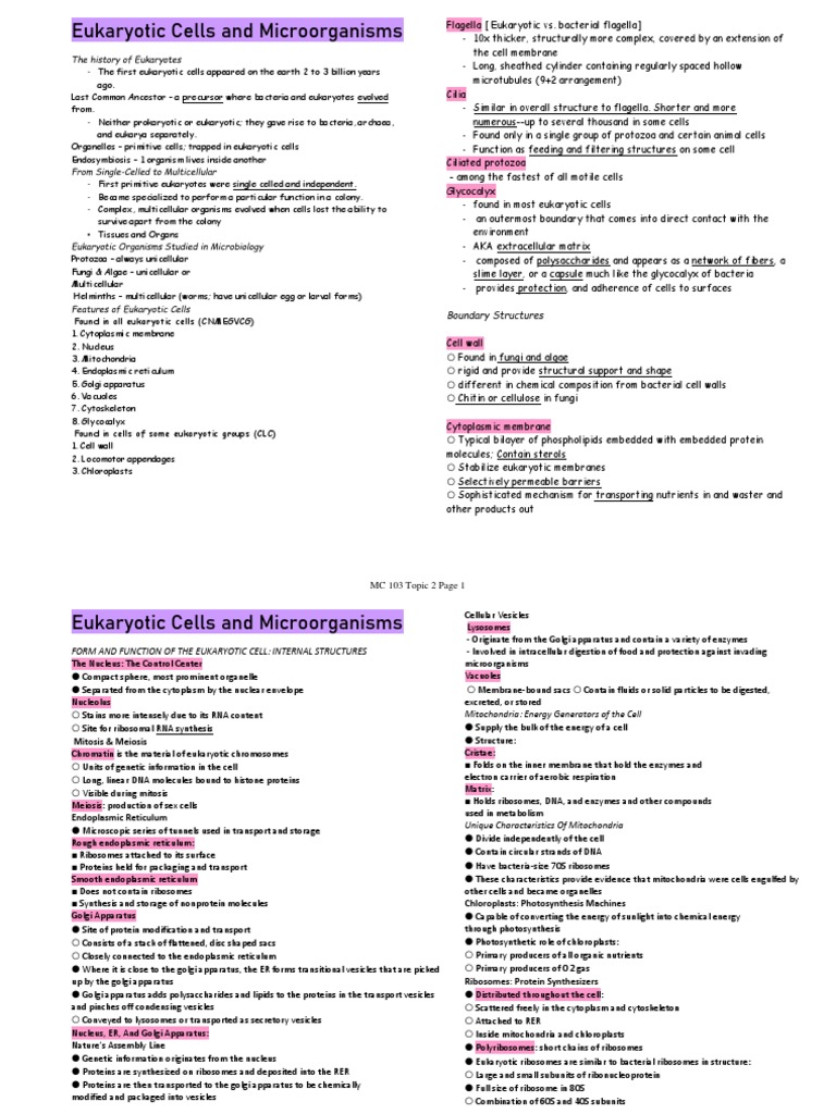 History and Structure of Eukaryotes | PDF | Cell (Biology ...