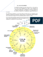 El Ciclo de Krebs