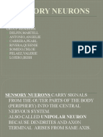 Sensory Neurons