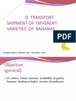 Improved Transport Shipment of Different Varieties of Bananas