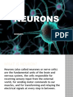 Neurons