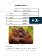 Taxonomia Del Orangután