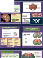 CLAS-SIST NERVIOSO cerebelo