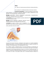 Insuficiencia suprarrenal: causas, síntomas y tratamiento