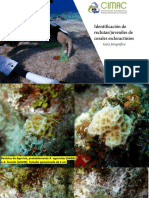 Identificación de Reclutas de Corales CIMAC