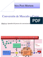 04-20-2017conversion Musc - Carne01