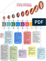 Desarrollo Prenatal