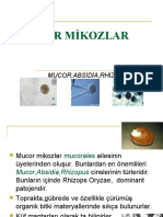 MUCOR Mikozlar