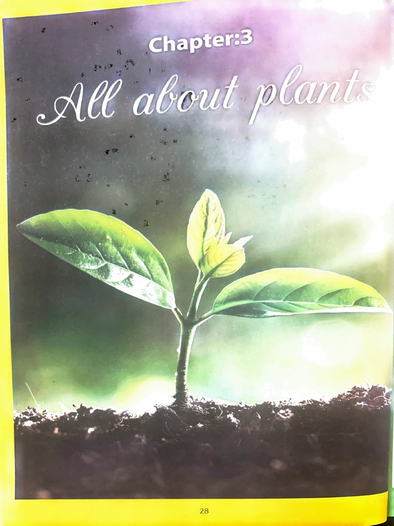 Class 1 EVS Chapter 3 All About Plants | PDF