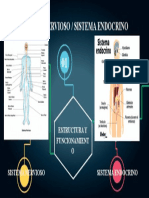 Sistema Nervioso y Sistema Endocrino