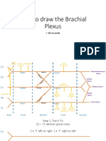 How To Draw The Brachial Plexus