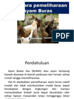 Pemeliharaan Ayam Buras