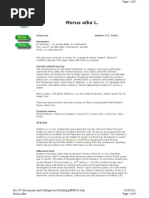 Download Morus alba L by Sinar Utara Agrofarm SN53358586 doc pdf