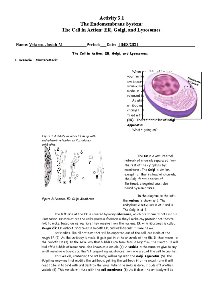Endomembrane System Overview | PDF | Endoplasmic Reticulum | Cell Membrane