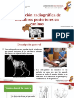 1.valoracion Radiografica de Miembros Poseriores en Perros