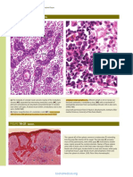 Junqueira Lymphoid Organs (Dragged)