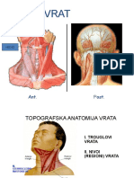 Topografska Anatomija Vrata