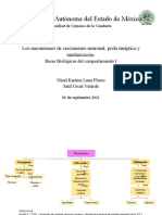 Mecanismos Mapa Conceptual