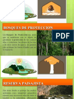Bosques de Proteccion