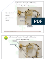 Atlas Anatomy Veteriner I Kerangka Pada Kambing Made By: Gheorgian Hage