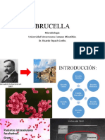 Brucella