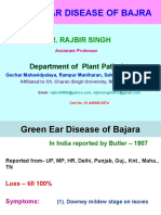 Green Ear Disease of Bajra: Dr. Rajbir Singh