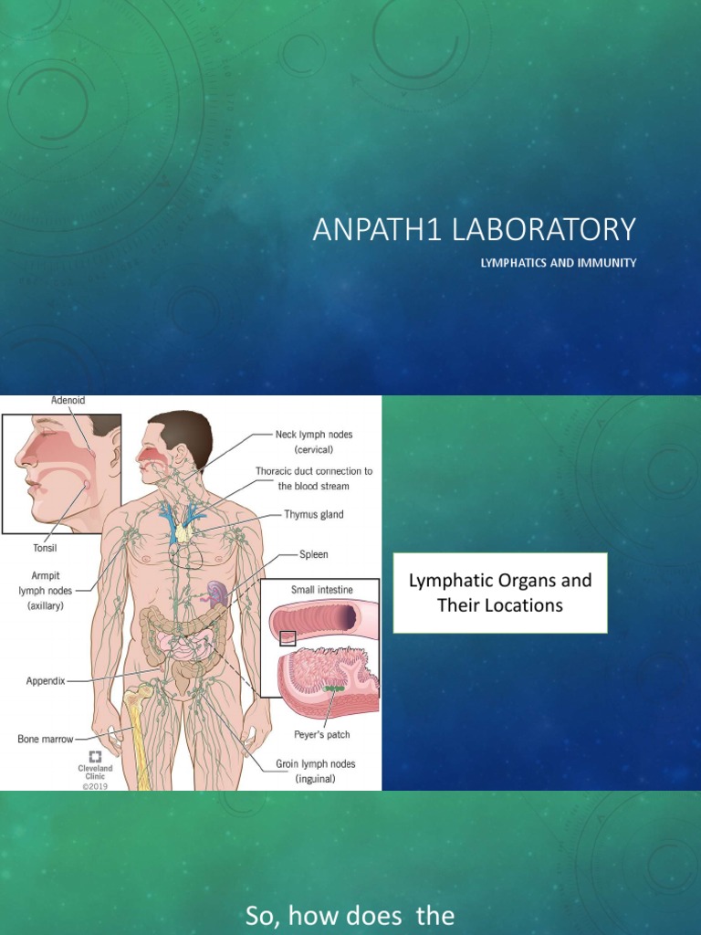 Anpath1 Laboratory: Lymphatics and Immunity | PDF | Social Science ...